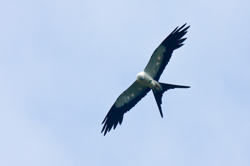 Swallow-Tailed Kite In Flight